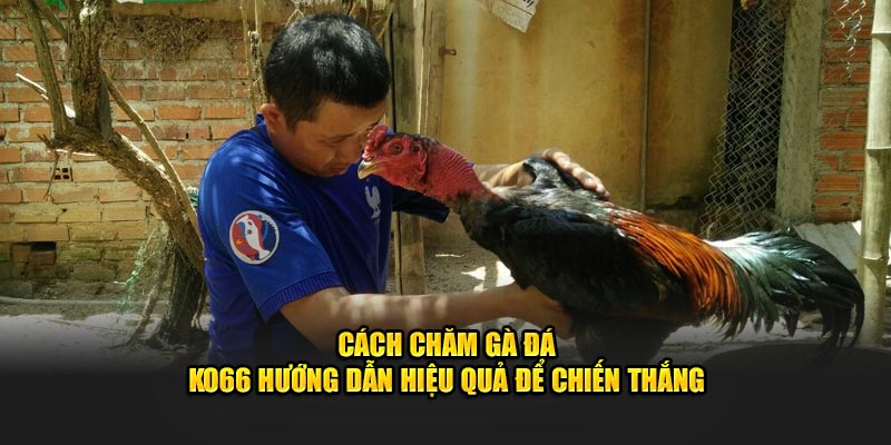 cách chăm gà đá Ko66 hướng dẫn hiệu quả để chiến thắng