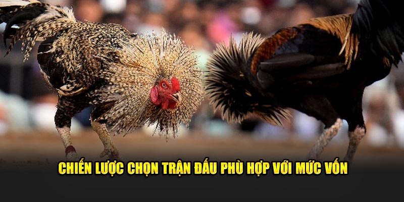 Chiến lược chọn trận đấu phù hợp với mức vốn