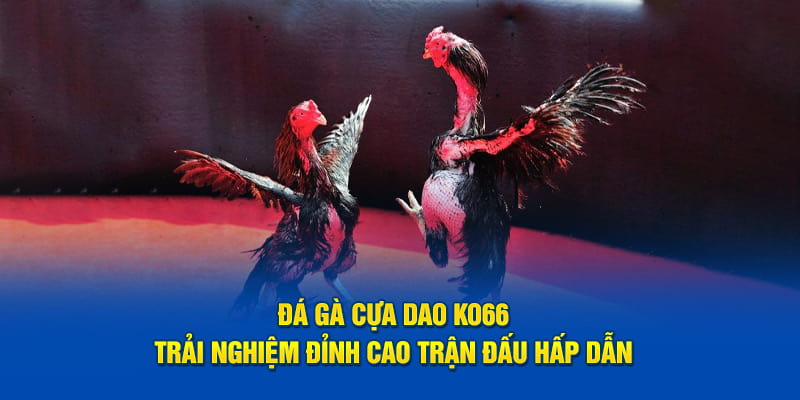 Đá Gà Cựa Dao KO66 - Trải Nghiệm Đỉnh Cao Trận Đấu Hấp Dẫn