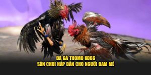 Đá gà Thomo Ko66 sân chơi hấp dẫn cho người đam mê