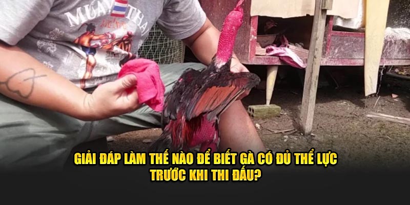 Giải đáp làm thế nào để biết gà có đủ thể lực trước khi thi đấu?