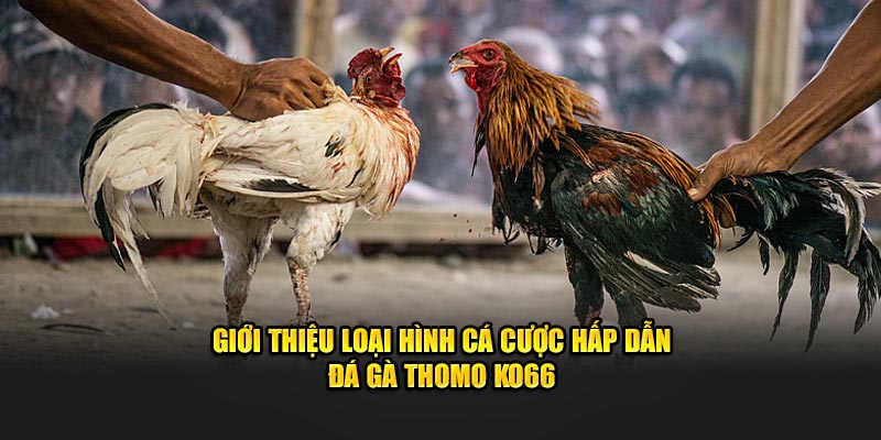 Giới thiệu về hình thức đặt cược thú vị đá gà thomo KO66