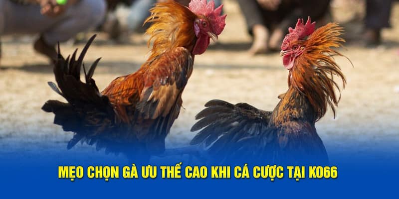 Mẹo chọn gà ưu thế cao khi cá cược tại KO66