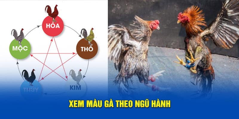 Xem màu gà theo ngũ hành 